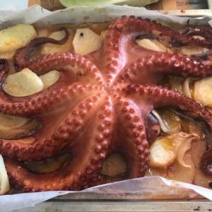 Cefalópodos