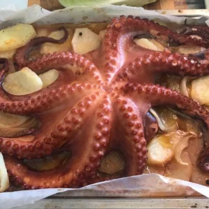 Cefalópodos